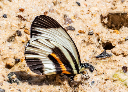 The butterfly Perrhybris pamela photographed in Ecuador