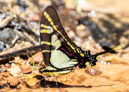 The butterfly Eurytides thyastes thyastinus photographed in Ecuador