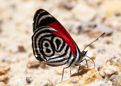 The butterfly Diaethria clymena peruviana photographed in Ecuador