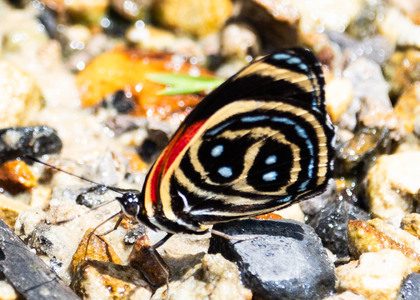 The butterfly Callicore texa photographed in Ecuador