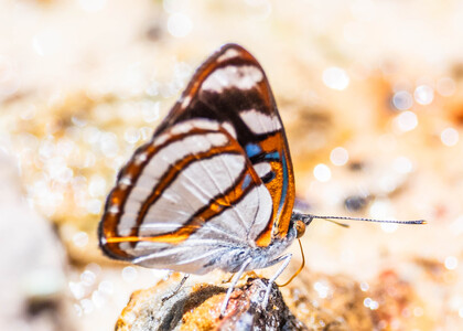 The butterfly Dynamine racidula photographed in Las Minas, Misahualli,,Ecuador