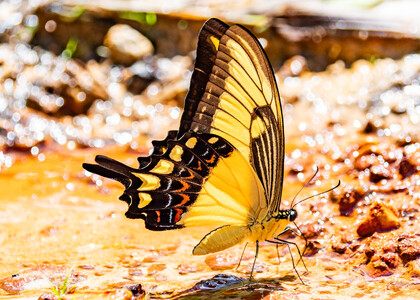 The butterfly Heraclides androgeus photographed in Ecuador