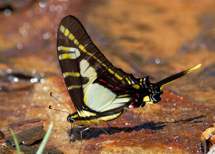 The butterfly Eurytides thyastes thyastinus photographed in Ecuador