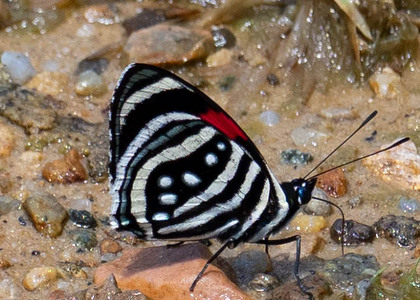 The butterfly Callicore hesperis photographed in Ecuador