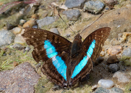 The butterfly Doxocopa laurentia photographed in Ecuador