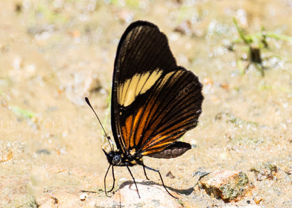 The butterfly Castilia perilla photographed in Ecuador