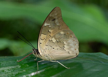 The butterfly Archaeoprepona demophoon andicola photographed in Las Minas, Misahualli,,Ecuador