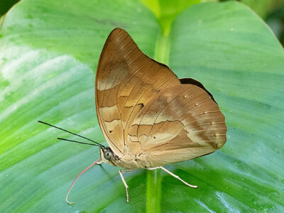 The butterfly Archaeoprepona demophon muson photographed in Las Minas, Misahualli,,Ecuador
