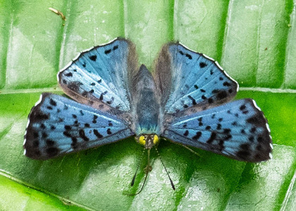 The butterfly Lasaia agesilas photographed in Las Minas, Misahualli,,Ecuador