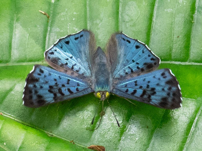 The butterfly Lasaia agesilas photographed in Ecuador
