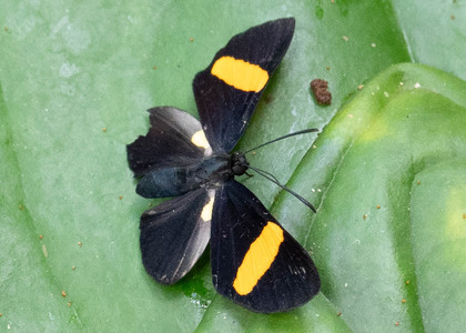 The butterfly Isapis agyrtus photographed in Ecuador