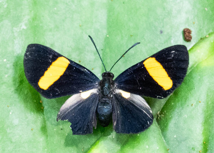 The butterfly Panara phereclus photographed in Ecuador