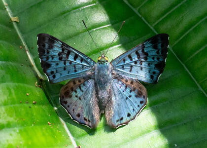 The butterfly Lasaia agesilas photographed in Ecuador