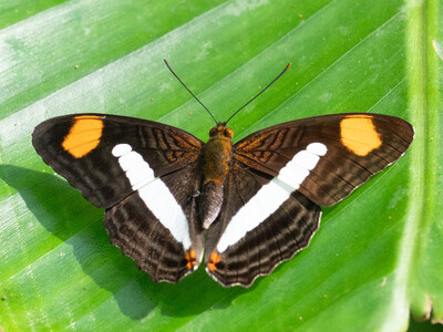 The butterfly Adelpha thessalia thessalia photographed in Las Minas, Misahualli,,Ecuador