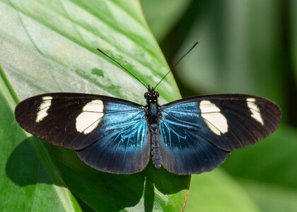 The butterfly Heliconius sara sara photographed in Ecuador