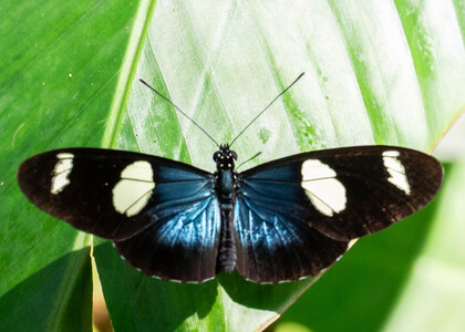 The butterfly Heliconius sara sara photographed in Ecuador