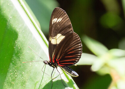The butterfly Heliconius sara sara photographed in Ecuador