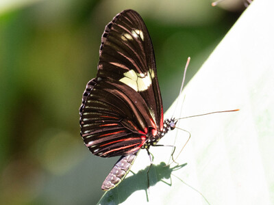 The butterfly Heliconius sara sara photographed in Ecuador