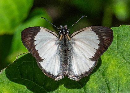 The butterfly Heliopetes petrus photographed in Ecuador