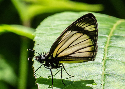 The butterfly Heliopetes alana photographed in Las Minas, Misahualli,,Ecuador