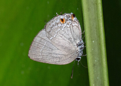 The butterfly Strephonota carteia photographed in Ecuador