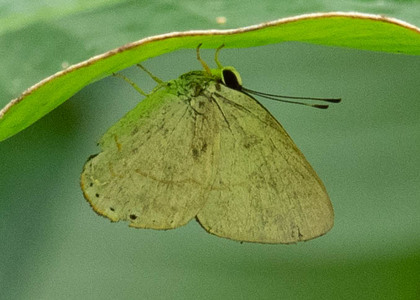The butterfly Pelolasia cf. eupatra photographed in Las Minas, Misahualli,,Ecuador