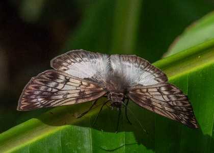 The butterfly Mylon maimon photographed in Ecuador