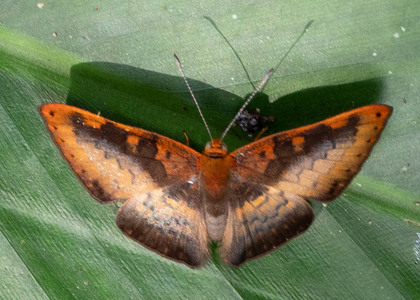 The butterfly Emesis progne photographed in Las Minas, Misahualli,,Ecuador