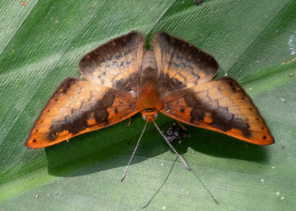 The butterfly Emesis progne photographed in Ecuador