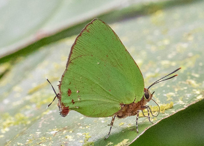 The butterfly Cyanophrys amyntor photographed in Ecuador