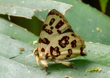 The butterfly Anteros bracteata photographed in Ecuador