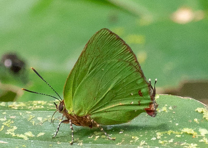 The butterfly Cyanophrys amyntor photographed in Ecuador