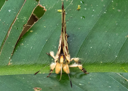 The butterfly Anteros bracteata photographed in Las Minas, Misahualli,,Ecuador