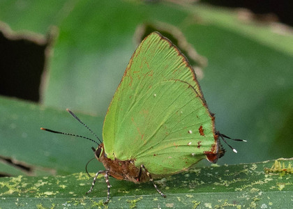 The butterfly Cyanophrys amyntor photographed in Ecuador
