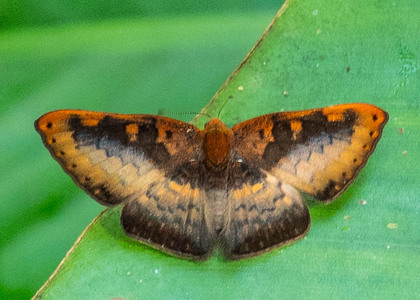The butterfly Emesis progne photographed in Ecuador