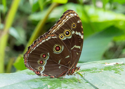 The butterfly Morpho helenor photographed in Las Minas, Misahualli,,Ecuador