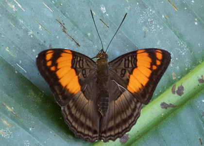 The butterfly Adelpha mesentina photographed in Las Minas, Misahualli,,Ecuador