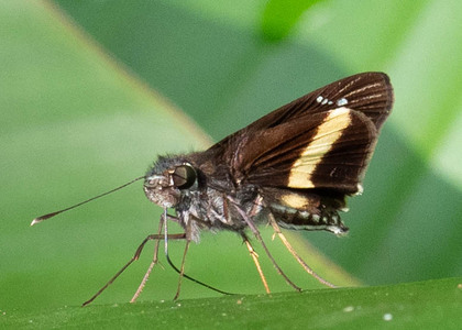 The butterfly Zenis par photographed in Las Minas, Misahualli,,Ecuador