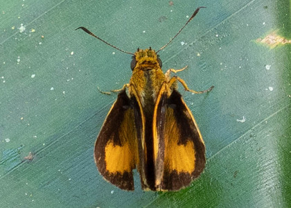 The butterfly Anthoptus epictetus photographed in Las Minas, Misahualli,,Ecuador