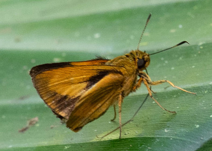 The butterfly Anthoptus epictetus photographed in Ecuador