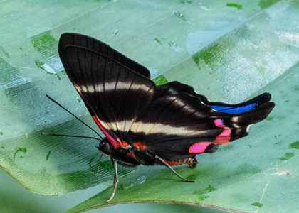 The butterfly Rhetus periander photographed in Ecuador