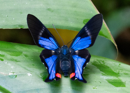The butterfly Rhetus periander photographed in Las Minas, Misahualli,,Ecuador