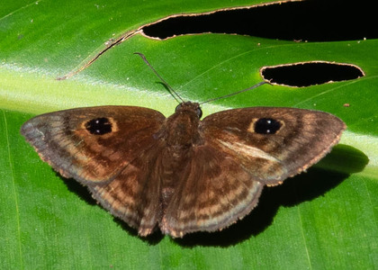 The butterfly Cyclosemia sp. photographed in Las Minas, Misahualli,,Ecuador