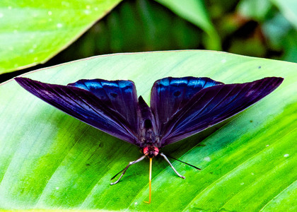 The butterfly Eunica volumna photographed in Ecuador