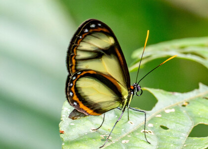 The butterfly Ithomia salapia photographed in Las Minas, Misahualli,,Ecuador