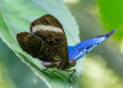 The butterfly Mesosemia loruhama photographed in Ecuador