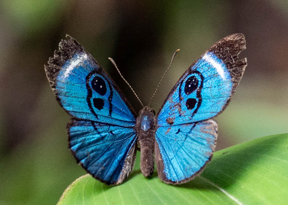 The butterfly Mesosemia loruhama photographed in Ecuador