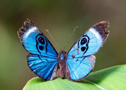 The butterfly Mesosemia loruhama photographed in Ecuador