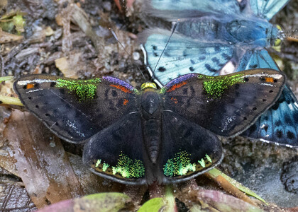 The butterfly Caria trochilus photographed in Ecuador