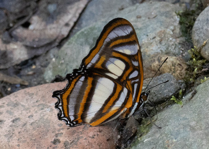 The butterfly Metamorpha elissa photographed in Las Minas, Misahualli,,Ecuador